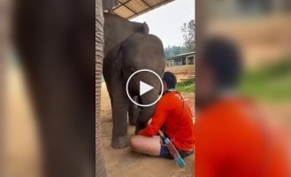 Колыбельная для слоненка