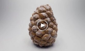 300 дней роста семечки