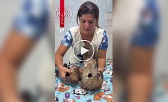 Бразильские пожарные спасли исполинского козодоя