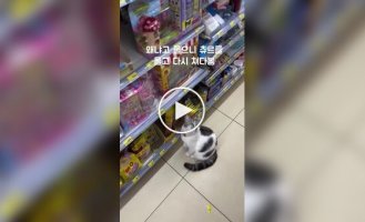 Хитрая кошка просит покупателей купить ее любимое лакомство