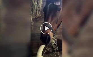 Внимание, конь впервые попробовал банан