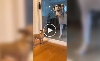 When you're only brave behind glass