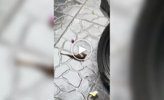 Рак-отшельник использовал игрушку в качестве домика