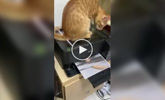 Кот отсканировал и распечатал свое изображение