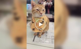 Кошка работает «начальником станции» в метро Гаосюна на Тайване