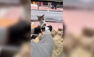 A cat shows up with no money but gets fed anyway