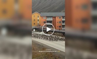 A gathering of wild geese on a highway in Spitsbergen