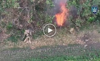 Два дрона насмерть загоняли оккупанта в лесополосе