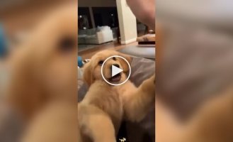 From the life of golden retrievers