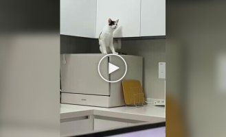 Попытка кошки почесаться