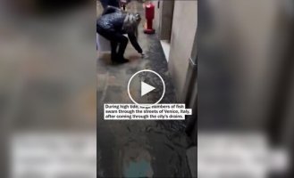 В Венеции во время прилива рыба оказалась на улицах города