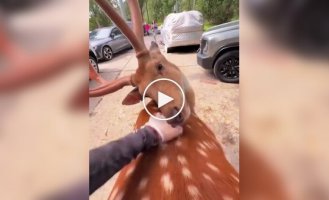 Олень доверился человеку и получил приятную помощь