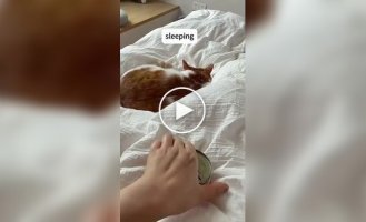Забавные реакции котов на корм