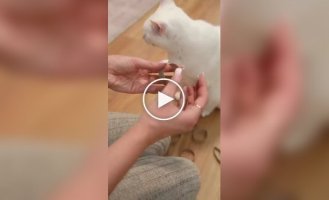 Іграшка для кішки своїми руками
