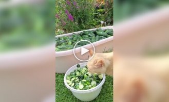 The main fan of cucumber butts