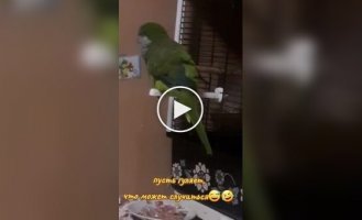 A parrot took a walk with the chickens