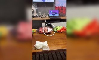 A cat cleans up the consequences of its tygydyk