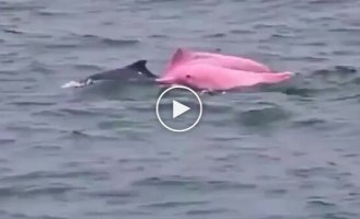 В Омане заметили розовых дельфинов