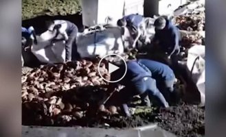 Thousands of crabs escaped from an overturned truck