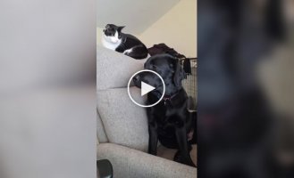 Кіт-диктатор - горе у сім'ї