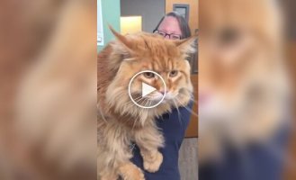 Добродушний гігант