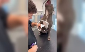 Эмоциональная реакция собаки во время стрижки когтей