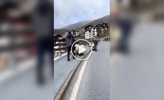 Животные (короткие видео). Выпуск 101