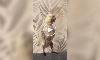 Музыкальная пауза с животными