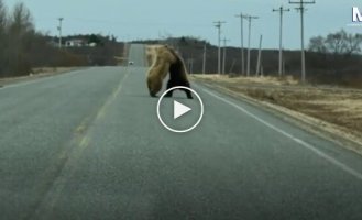 Два медведя устроили драку прямо посреди шоссе на Аляске