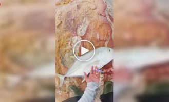 Рыбак хотел отпустить улов, но все пошло не по плану