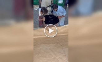 Video shows process of making black polyurethane foam