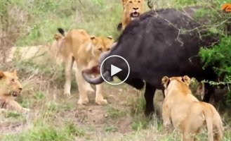 Буйволы спасли сородича от львов