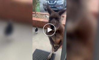 A kangaroo came to visit