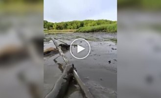Койота успішно витягли з брудного болота