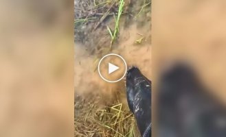 Прозрачная вода скрывает пиявок, реагирующих на движение и тепло