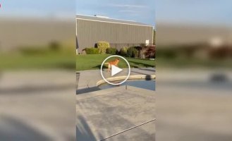 Практически идеальная собака, осталось только научить ее закрывать дверь