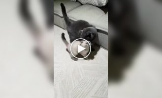 Кошачий реслинг