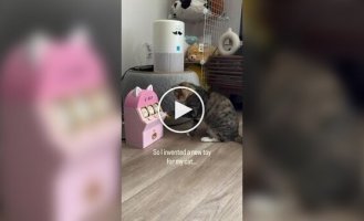 Девушка собрала слот-машину для кошки