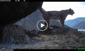 Travel cameras captured the singing of snow leopards