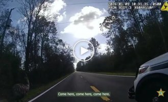 An escaped emu was handcuffed