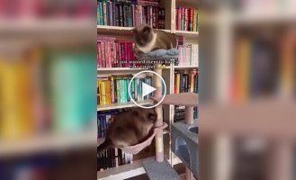 Упитанный кот выбрал не лучшее место для отдыха
