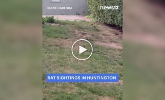 Крысиное нашествие в пригороде Нью-Йорка