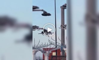 В США тестирует доставку дронами