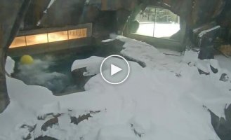 Білий ведмідь добре проводить час у вольєрі