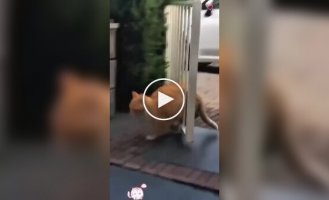 Funny fat cats