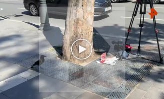 Ворона украла еду журналистов