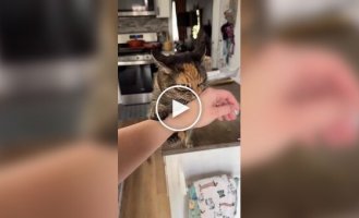 Когда очень надо сделать кусь