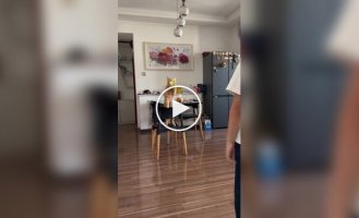 Оказывается, с котом можно играть в бадминтон котминтон