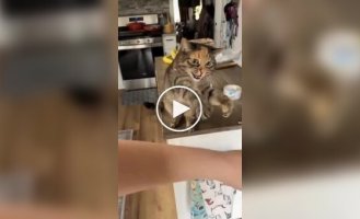 Котячі ніжності