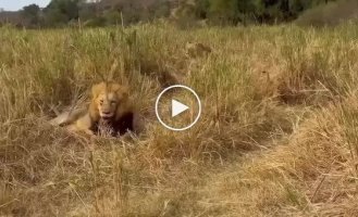 A lion's funny reaction to the appearance of a lioness with cubs
